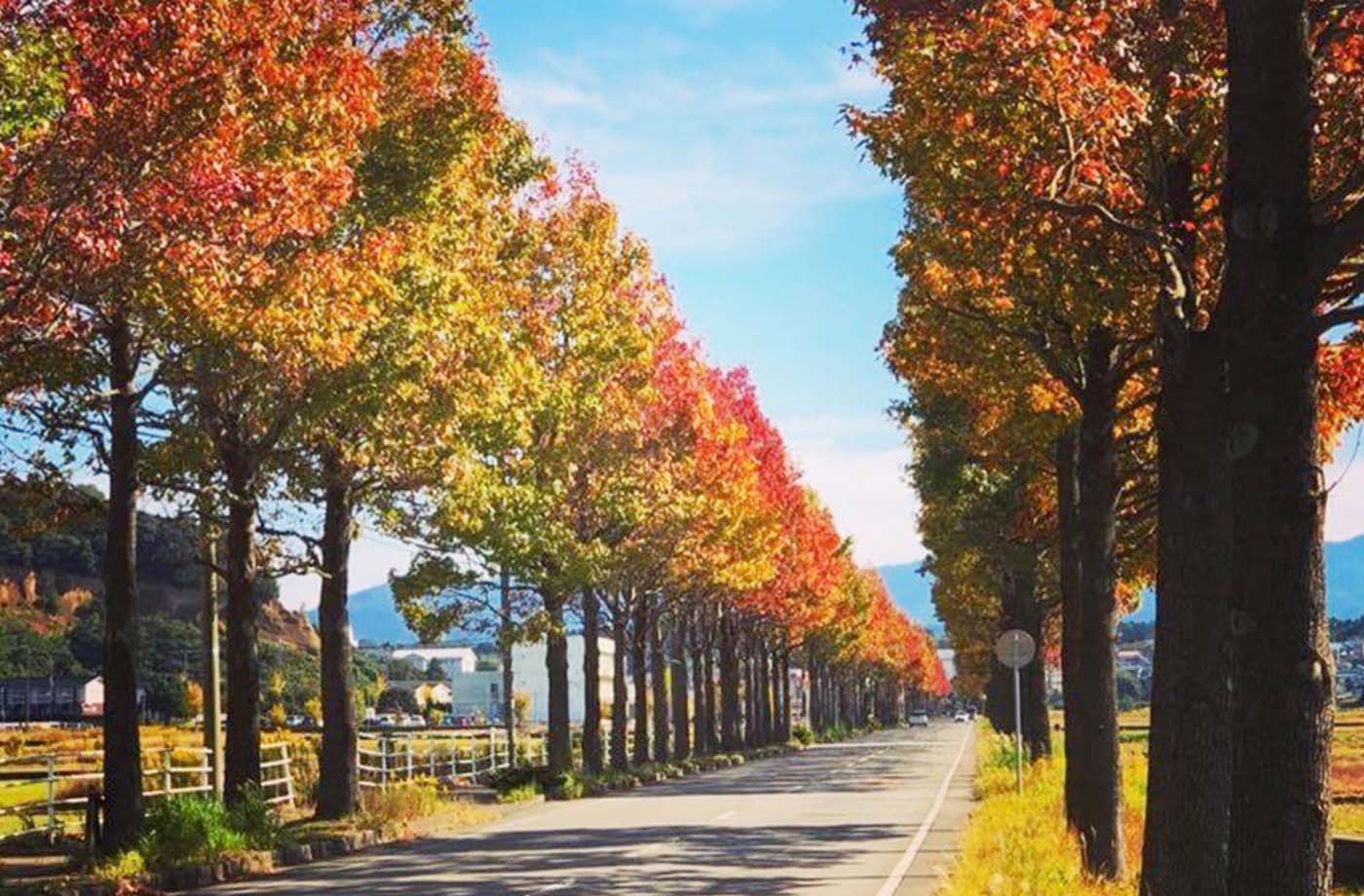 あわら市観光協会_アメリカフウ並木道