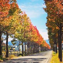 あわら市観光協会_アメリカフウ並木道