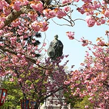 桜に囲まれる蓮如上人像