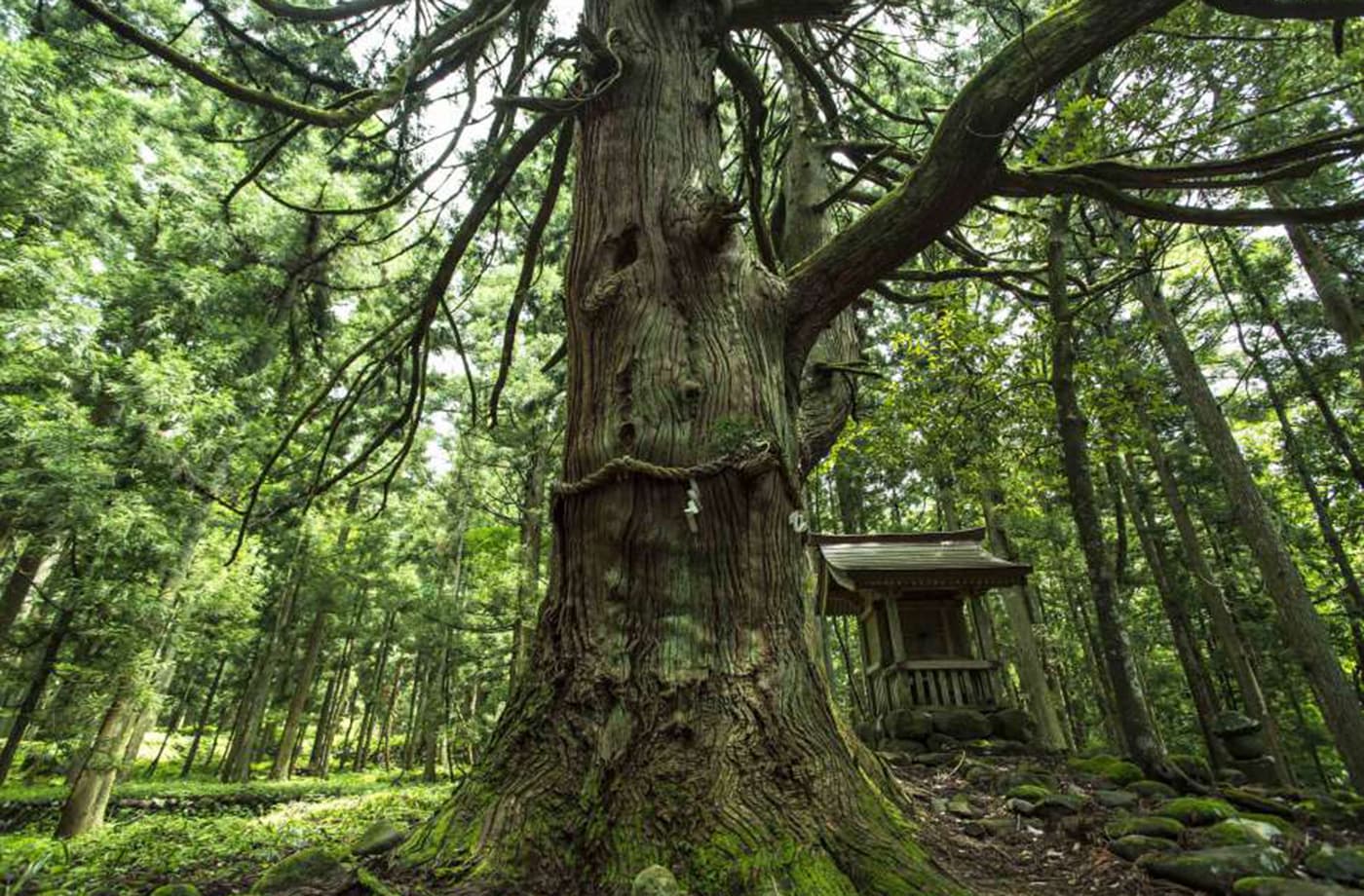 林西寺 白山下山仏
