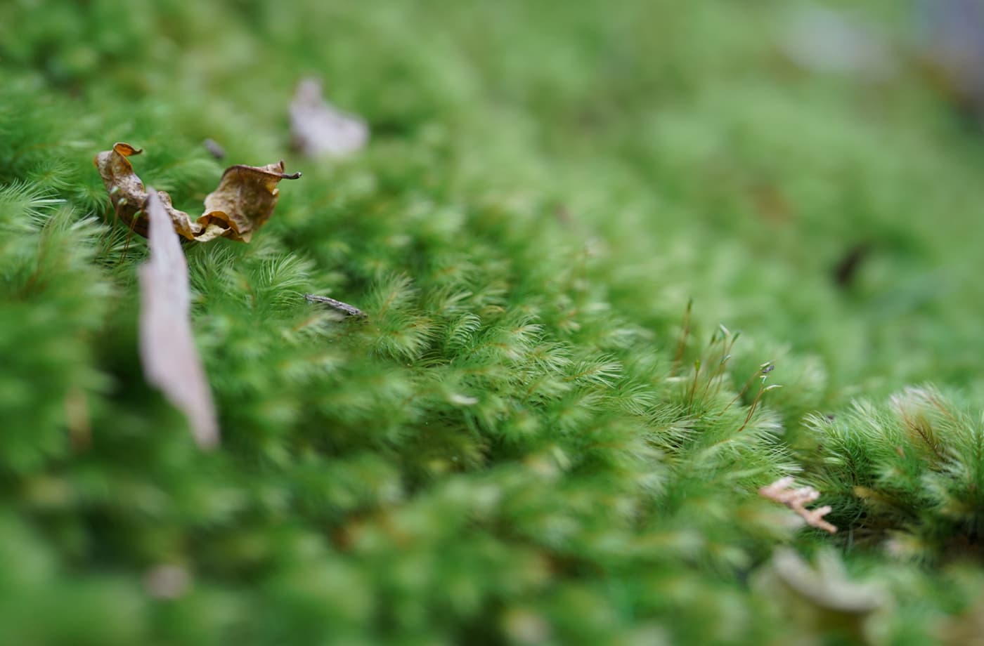 平泉寺白山神社